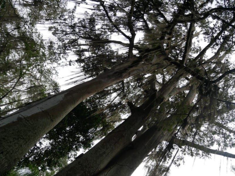 Grote bomen in Parque en Gallineral - San Gil